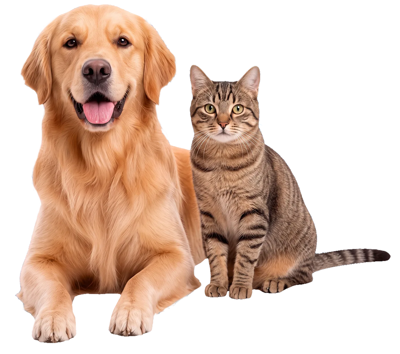 Perro golden retriever y gato atigrado